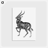 アートポストカード-Vintage antelope wildlife illustration - エルンスト ヘッケル Postcard.