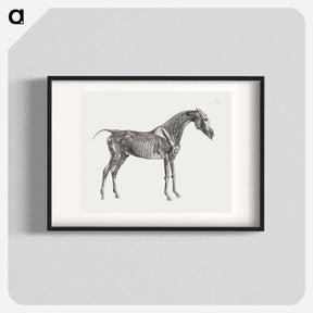 アートポスター-The Anatomy of the Horse
 - ジョージ スタッブス Poster.