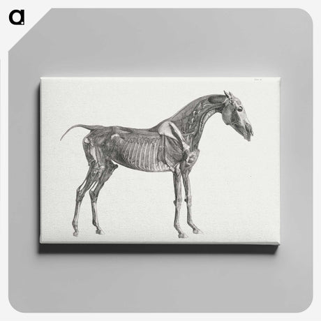 1-78_George-Stubbs_canvas
