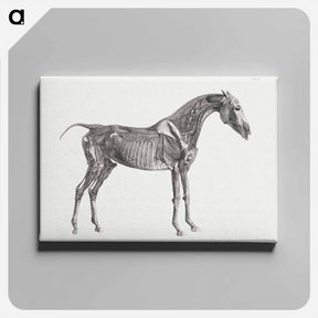 アートパネル-The Anatomy of the Horse
 - ジョージ スタッブス Canvas.