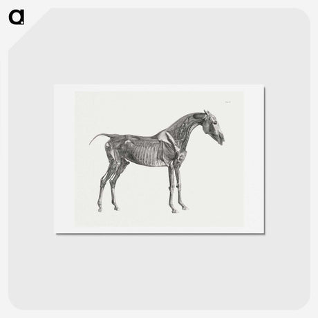 1-78_George-Stubbs_hagaki