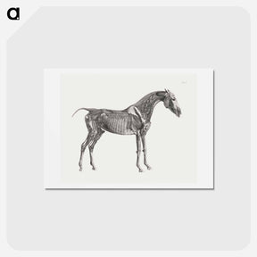 アートポストカード-The Anatomy of the Horse
 - ジョージ スタッブス Postcard.