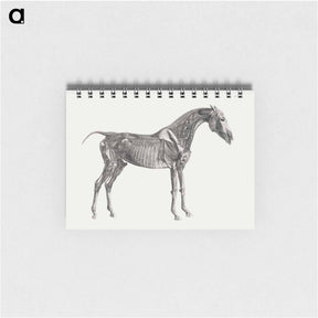 アートメモ帳-The Anatomy of the Horse
 - ジョージ スタッブス Memo.