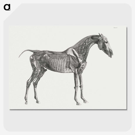 1-78_George-Stubbs_picture-crop