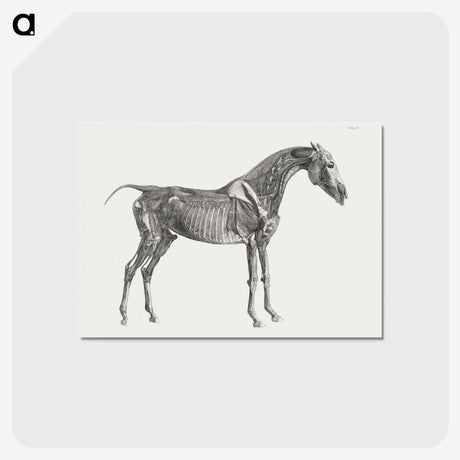 1-78_George-Stubbs_postcard