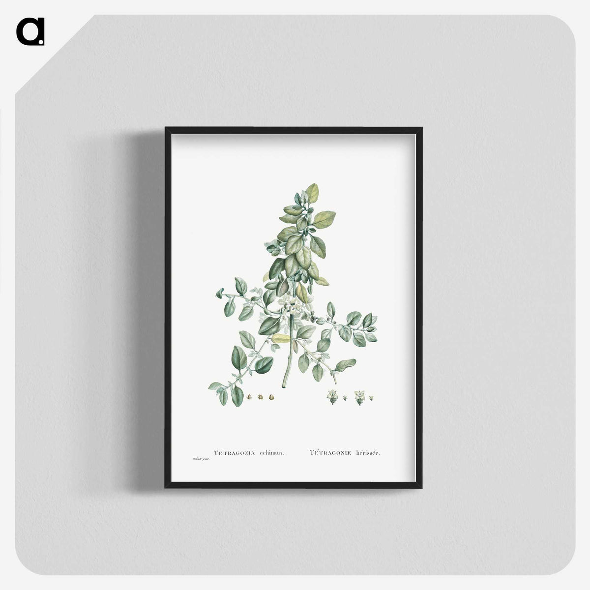 1-78_Histoire-des-Plantes-Grasses_blk-crop