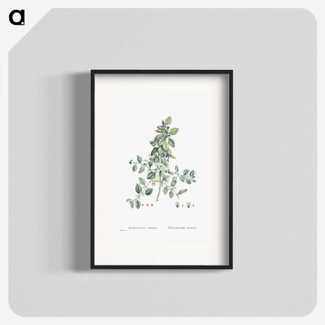 1-78_Histoire-des-Plantes-Grasses_blk