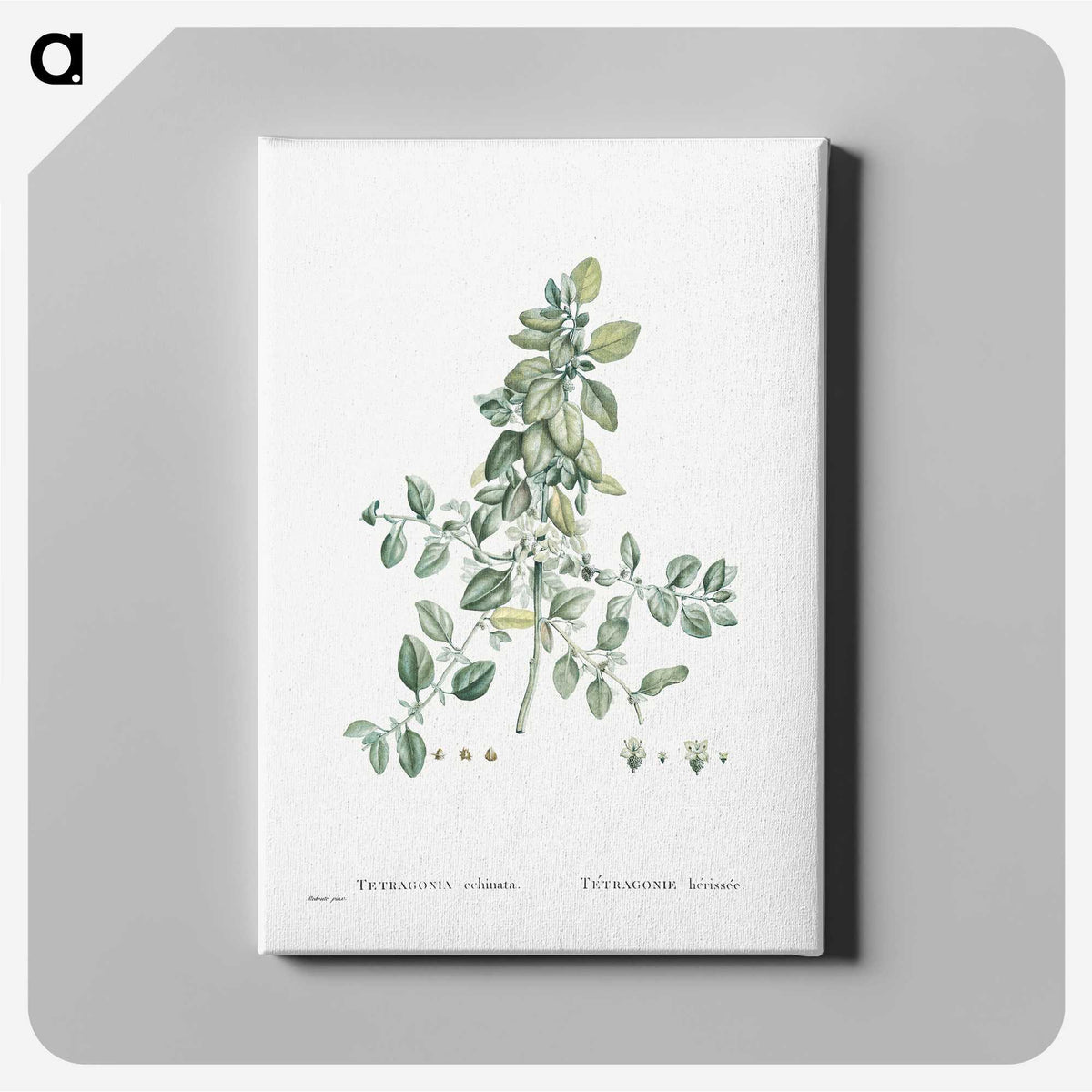 1-78_Histoire-des-Plantes-Grasses_canvas