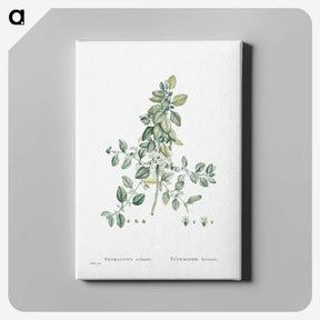 1-78_Histoire-des-Plantes-Grasses_canvas