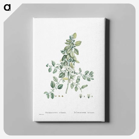 1-78_Histoire-des-Plantes-Grasses_canvas