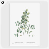 1-78_Histoire-des-Plantes-Grasses_picture-crop