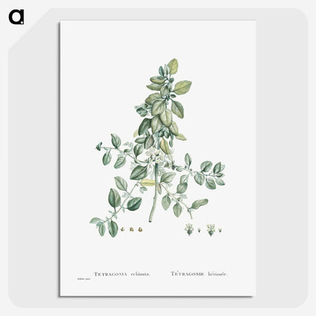 1-78_Histoire-des-Plantes-Grasses_picture-crop