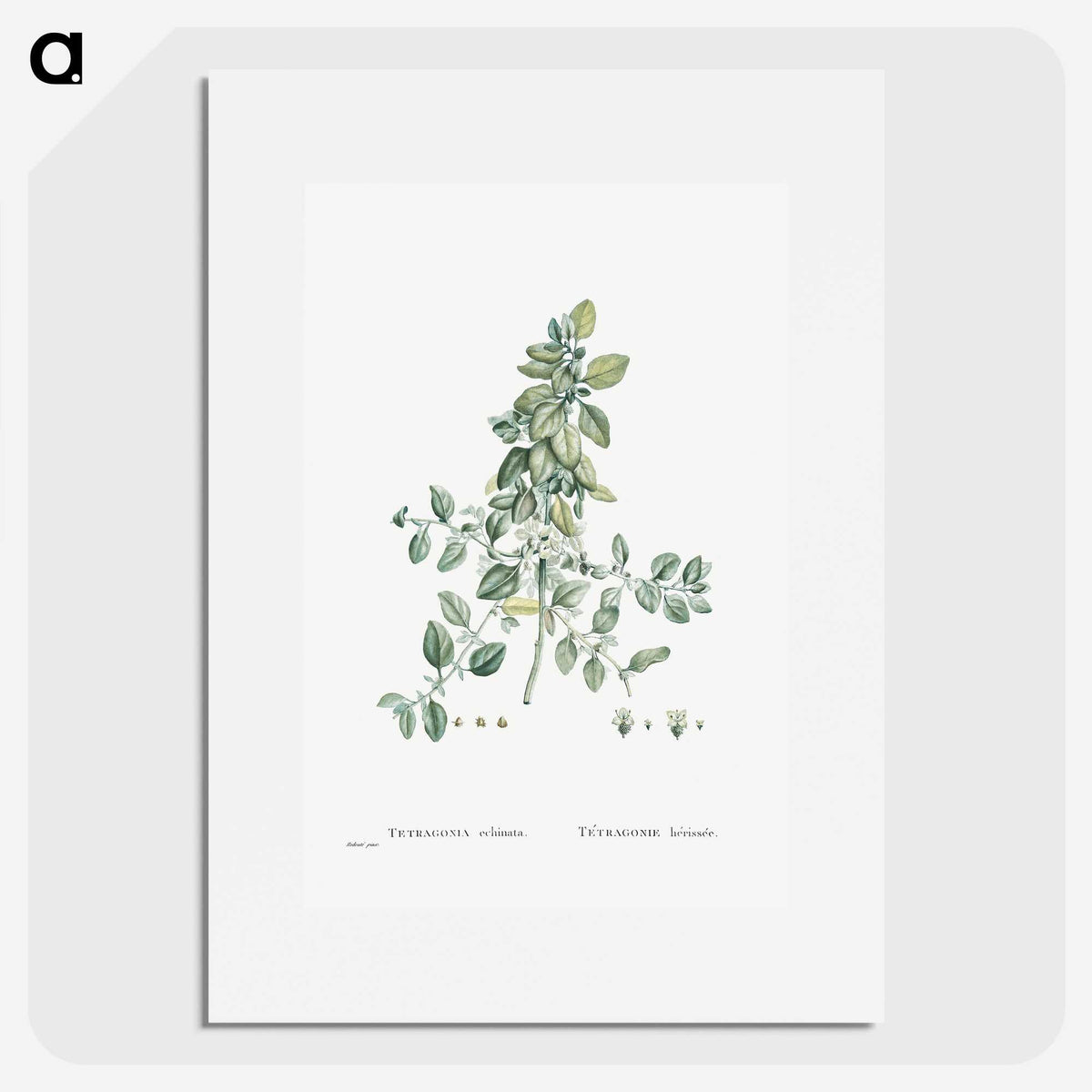 1-78_Histoire-des-Plantes-Grasses_picture