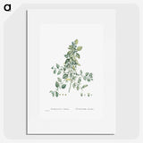 1-78_Histoire-des-Plantes-Grasses_picture