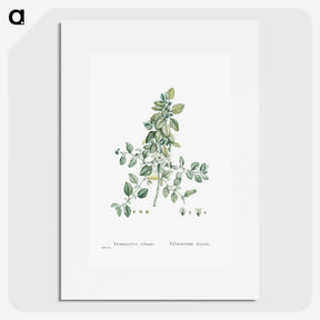 1-78_Histoire-des-Plantes-Grasses_picture