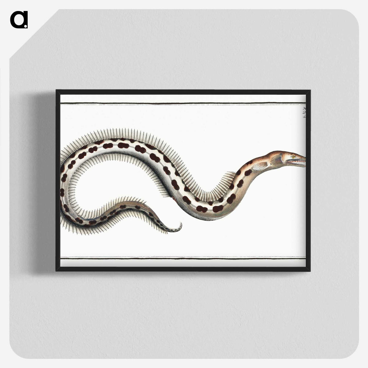 1-78_Ichtyologie-ou-Histoire-naturelle_blk-crop