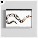1-78_Ichtyologie-ou-Histoire-naturelle_blk-crop