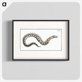 1-78_Ichtyologie-ou-Histoire-naturelle_blk