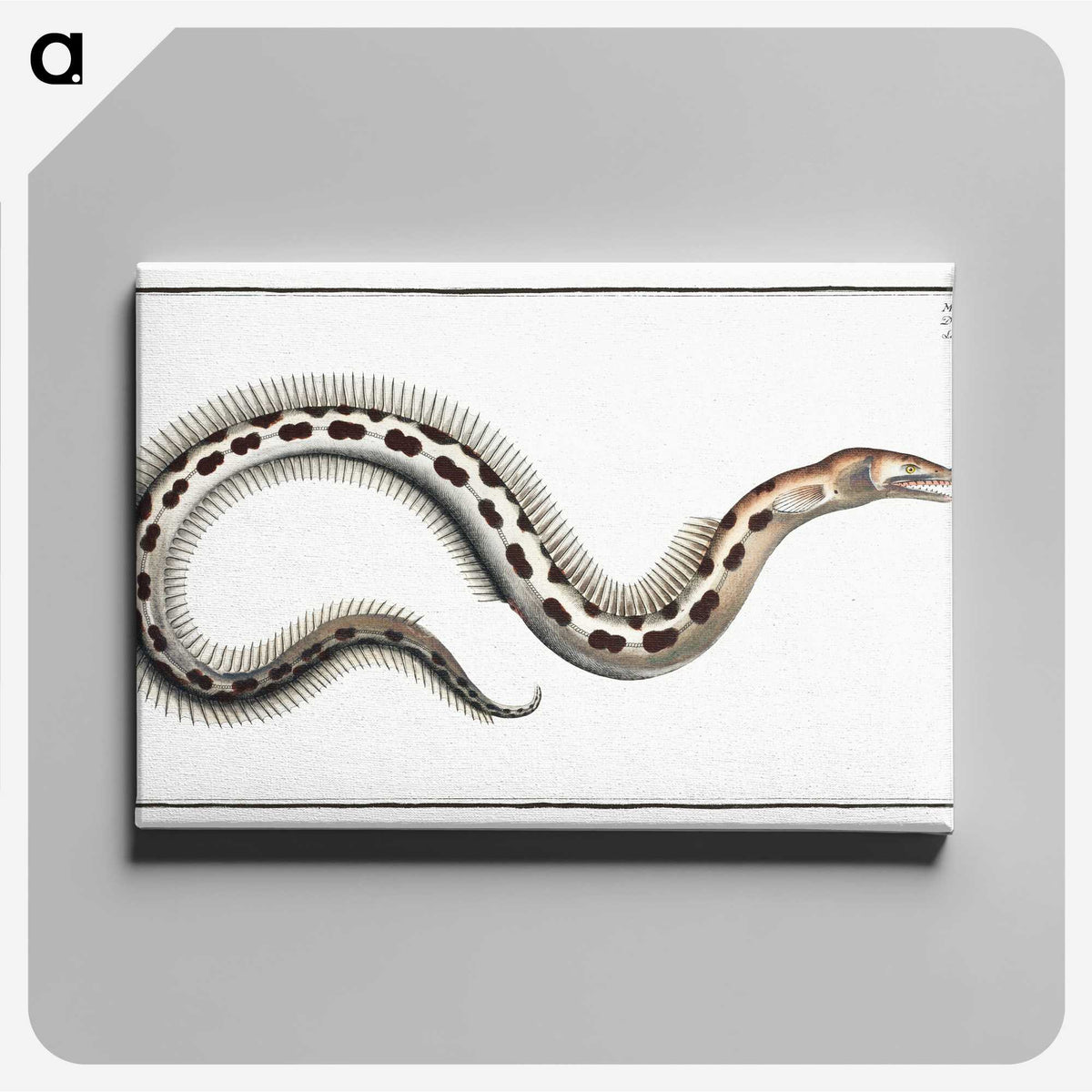 1-78_Ichtyologie-ou-Histoire-naturelle_canvas