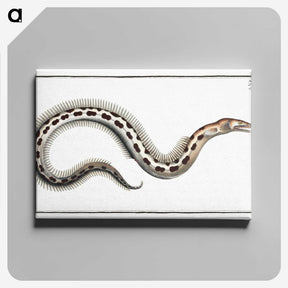 1-78_Ichtyologie-ou-Histoire-naturelle_canvas