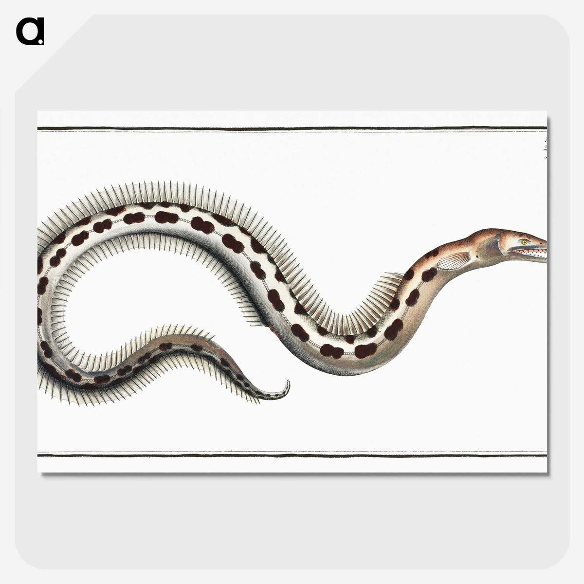 1-78_Ichtyologie-ou-Histoire-naturelle_picture-crop