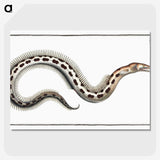 1-78_Ichtyologie-ou-Histoire-naturelle_picture-crop