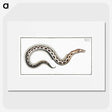 1-78_Ichtyologie-ou-Histoire-naturelle_picture