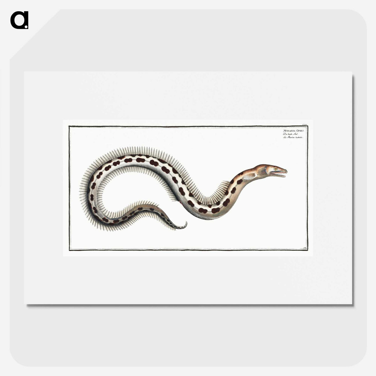 1-78_Ichtyologie-ou-Histoire-naturelle_picture