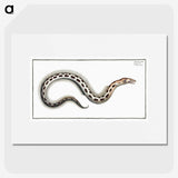 1-78_Ichtyologie-ou-Histoire-naturelle_picture