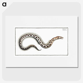 1-78_Ichtyologie-ou-Histoire-naturelle_picture