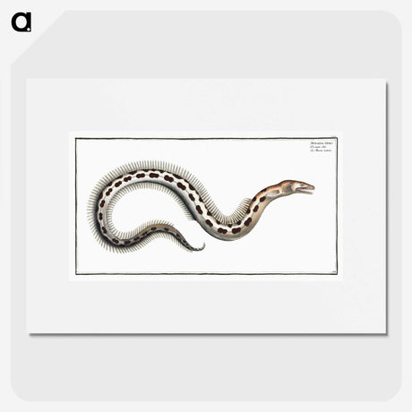 1-78_Ichtyologie-ou-Histoire-naturelle_picture