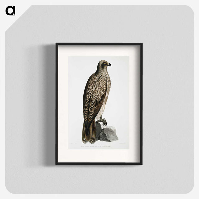 1-78_Indian-Zoology_blk