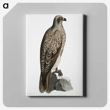 1-78_Indian-Zoology_canvas