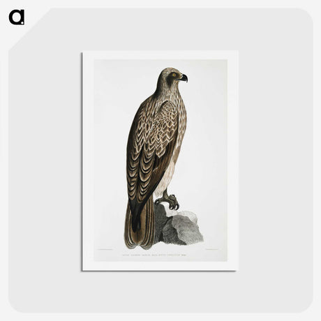 1-78_Indian-Zoology_hagaki