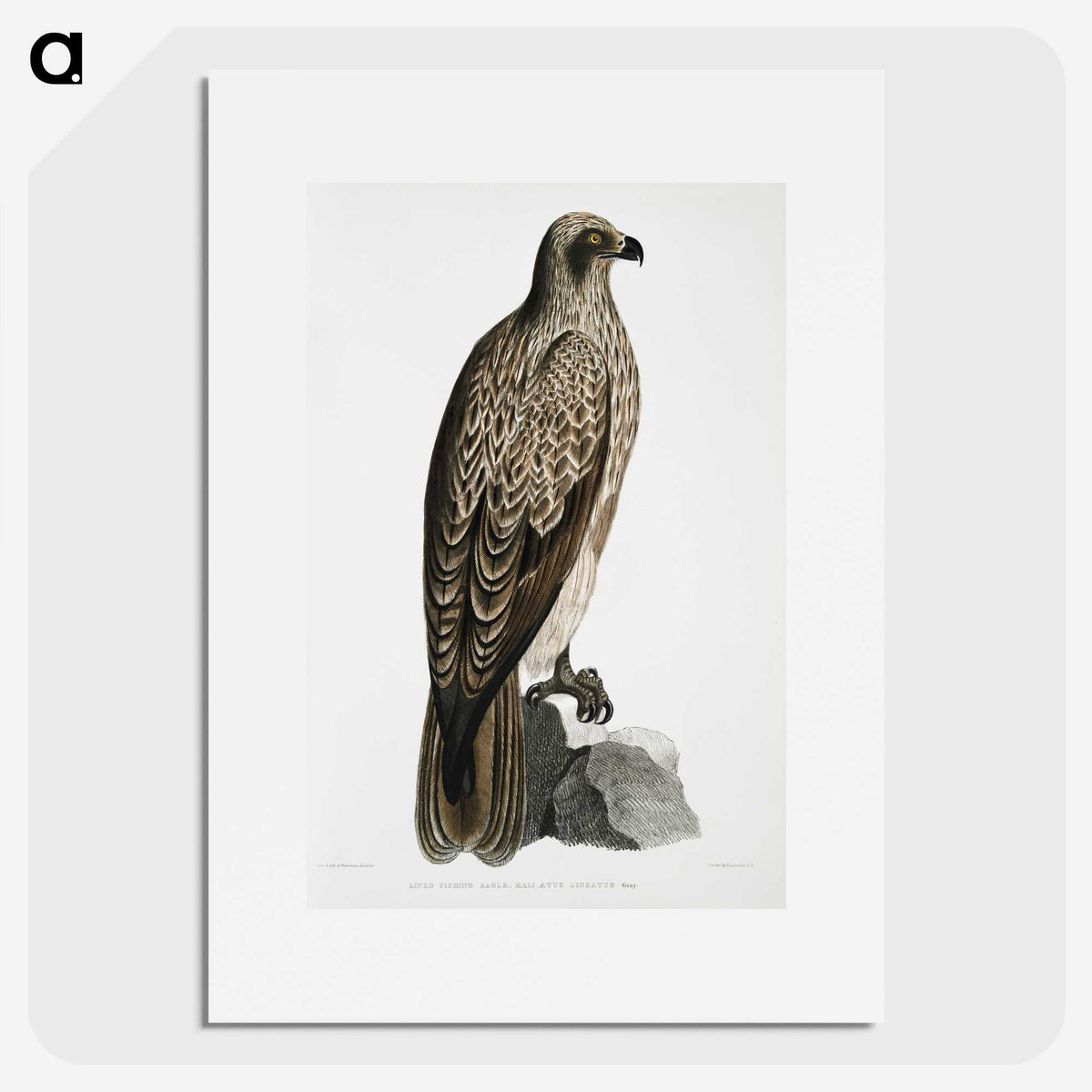 1-78_Indian-Zoology_picture