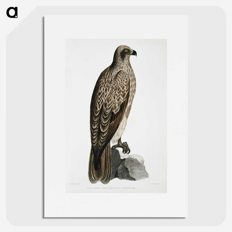 1-78_Indian-Zoology_picture
