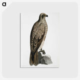 1-78_Indian-Zoology_postcard