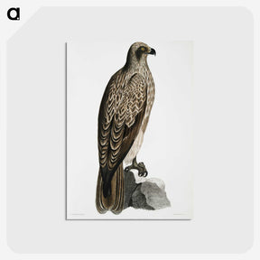 1-78_Indian-Zoology_postcard