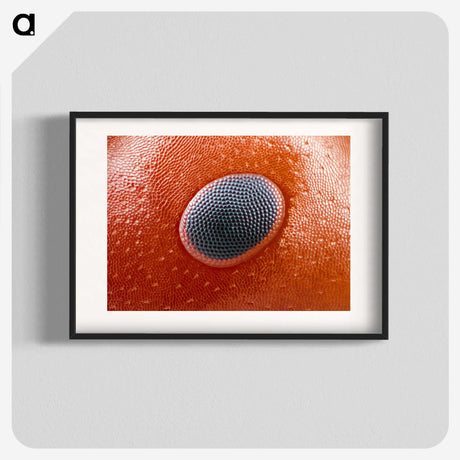 1-78_Insects-Unlocked-Project_blk