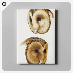 アートパネル-Masked Owls of Australia
 - ジョン グールド Canvas.