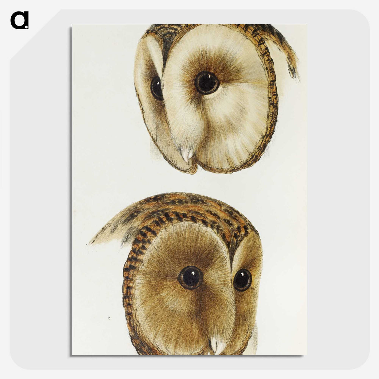 1-78_John-Gould_picture-crop