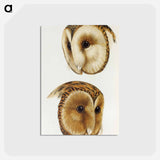 アートポストカード-Masked Owls of Australia
 - ジョン グールド Postcard.