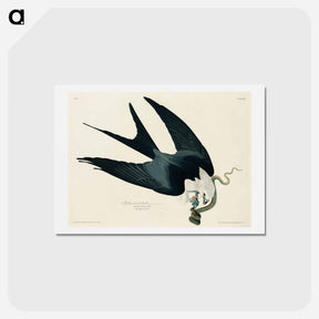 アートポストカード-Swallow-tailed Hawk
 - ジョン ジェームス オーデュボン Postcard.