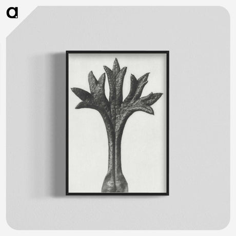 1-78_Karl-Blossfeldt_blk-crop