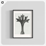 1-78_Karl-Blossfeldt_blk