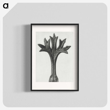 1-78_Karl-Blossfeldt_blk