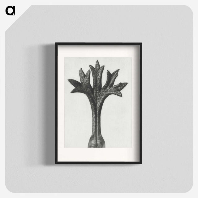 1-78_Karl-Blossfeldt_blk