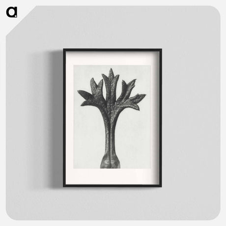 アートポスター-Saxifraga Willkommniana - カール ブロスフェルト Poster.