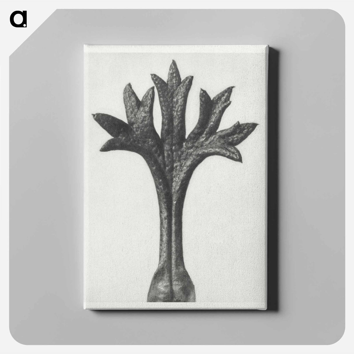 Saxifraga Willkommniana - Karl Blossfeldt Canvas.