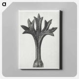 Saxifraga Willkommniana - Karl Blossfeldt Canvas.